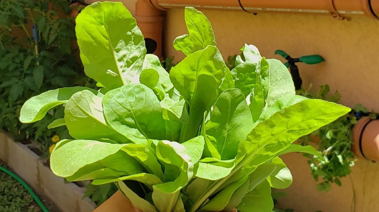 Cómo cuidar la huerta urbana en el verano
