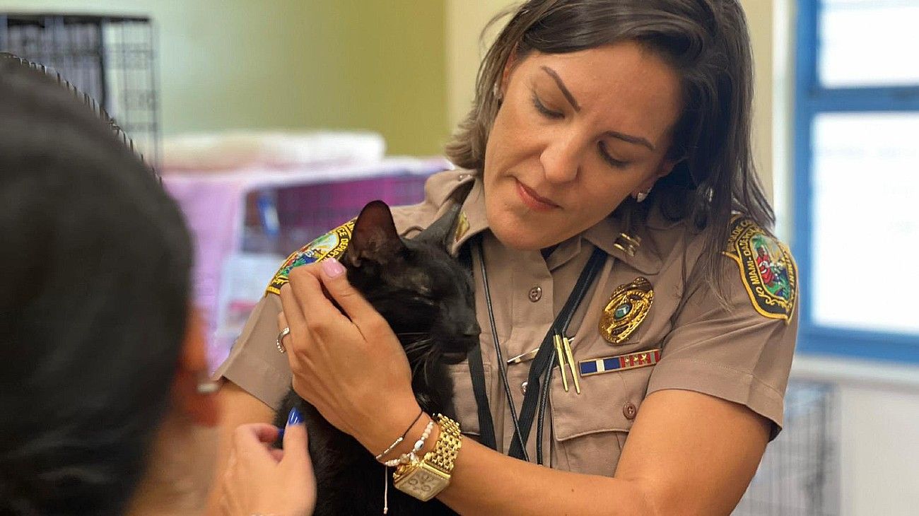 Binx, el gato que sobrevivió al derrumbe en Miami y es "santificado" en redes sociales