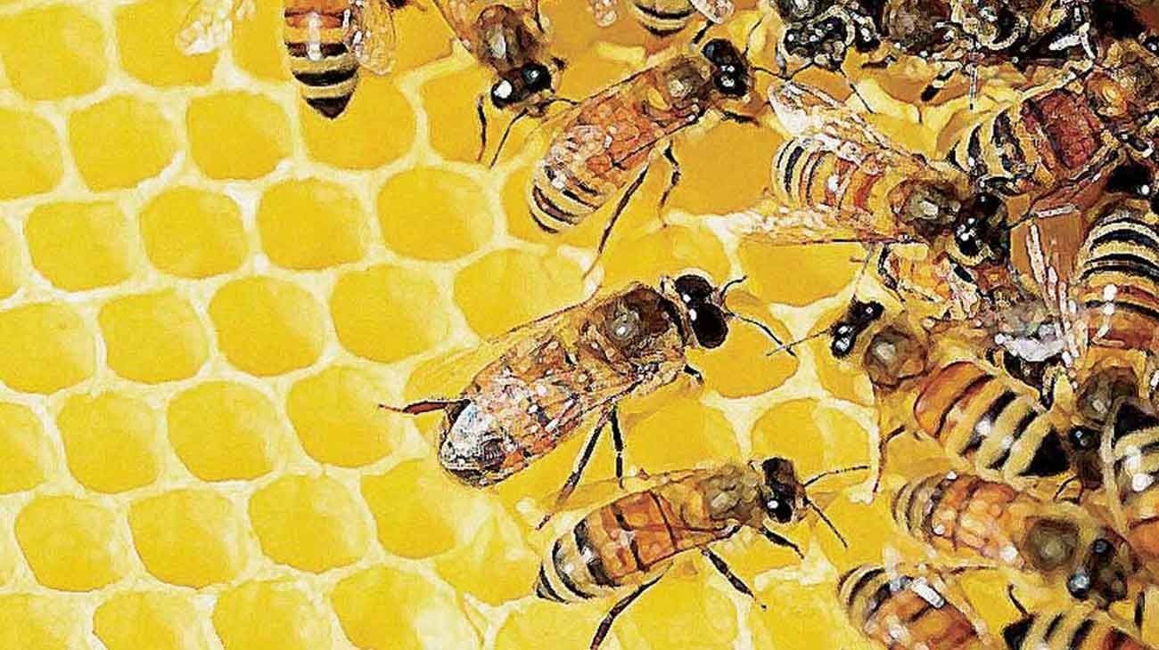 Apicultura: cuáles son las causas que dificultan la producción de miel