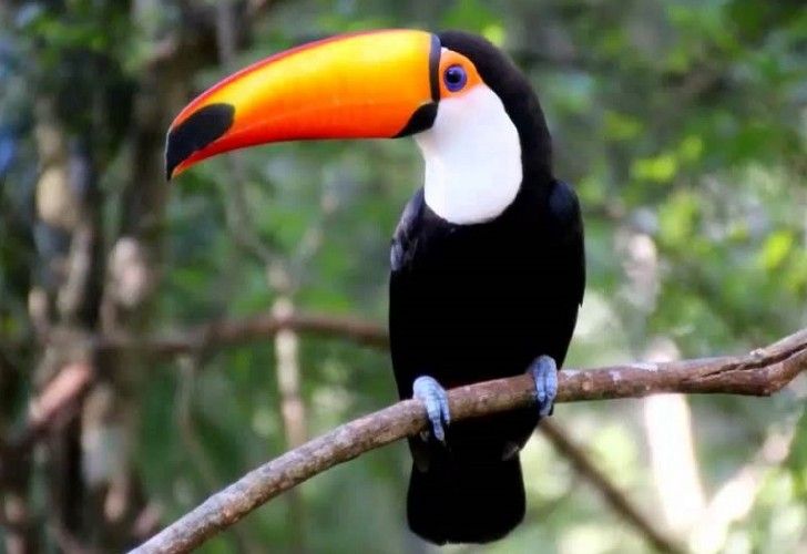 Mataron 11 tucanes en 40 días y temen por la continuidad de la especie
