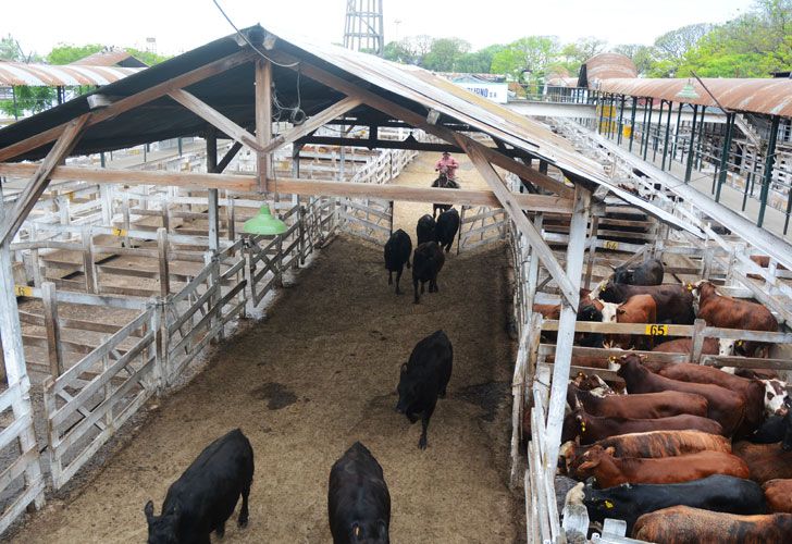 Trasladarán el histórico Mercado de Hacienda de Liniers a Provincia