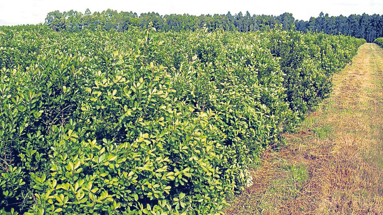 Nuevo revés: La Justicia suspendió un artículo del DNU sobre la yerba mate