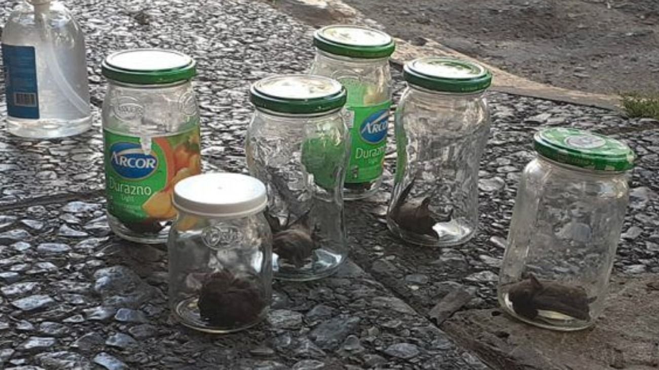 Una invasión de murciélagos tiene en alerta a los vecinos de la zona sur del conurbano
