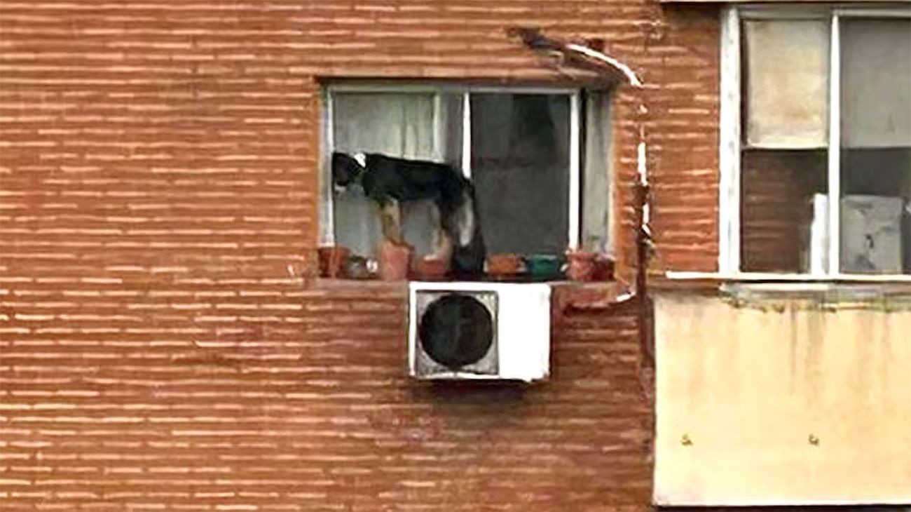 Video: una mujer dejó a su perro al borde de la ventana de un sexto piso y tuvo que ir la Policía