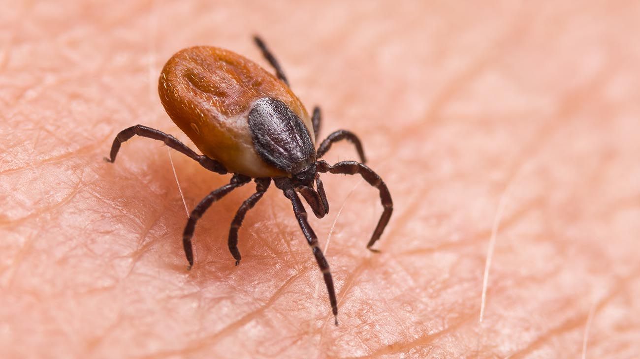 Qué es el Virus de Crimea-Congo: la enfermedad que circula por España con una letalidad del 30%