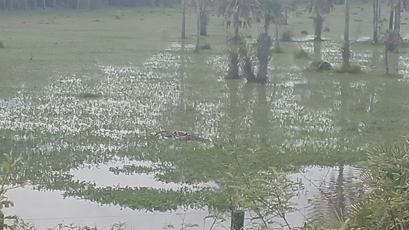 Encontraron el cuerpo de un hombre en un campo inundado de Chaco