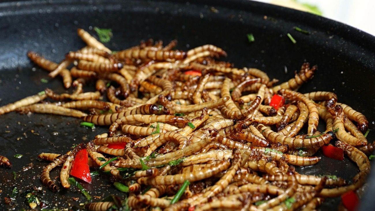 La Unión Europea aprobó el primer insecto como alimento para consumo humano