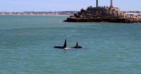 Las orcas aparecieron en Mar del Plata: sorpresa y precauciones