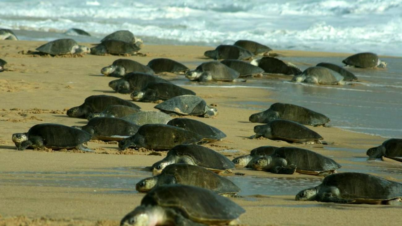 Mis hijas, las tortugas