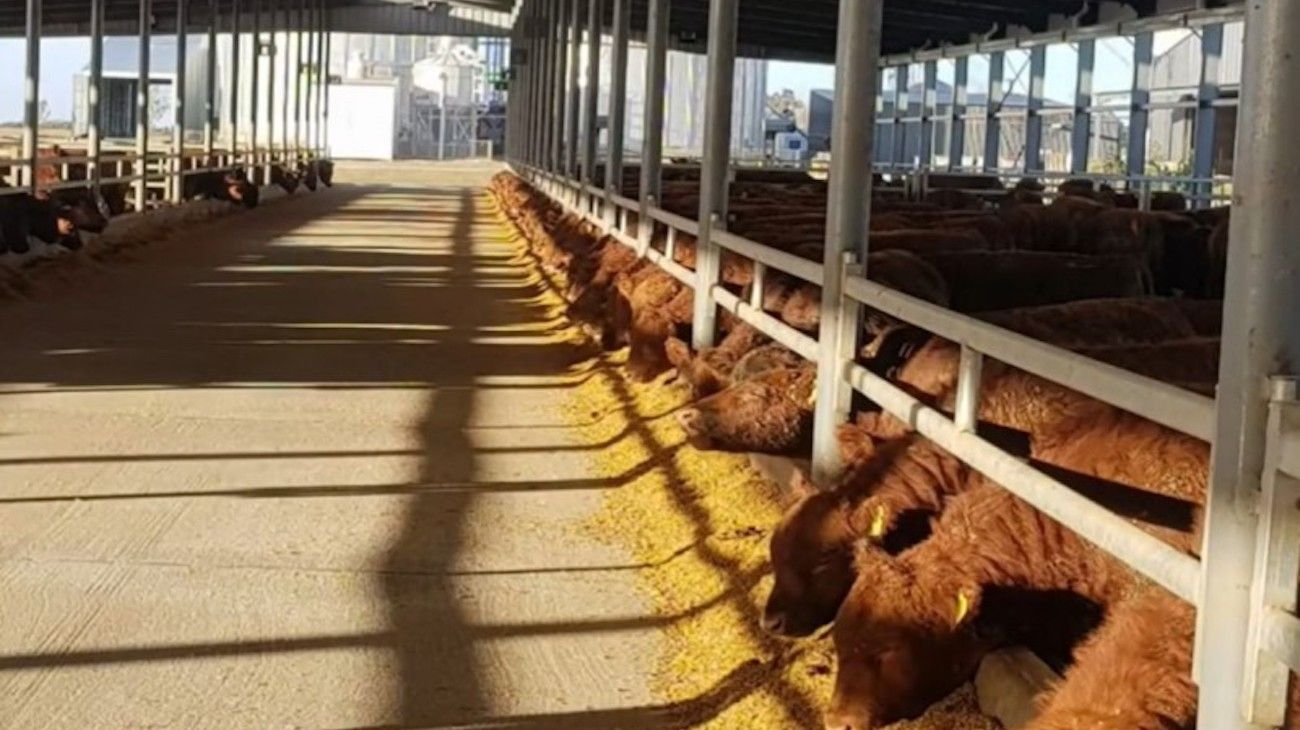 El cambio en la dieta ganadera generaría más alimento para 1.000 millones de personas