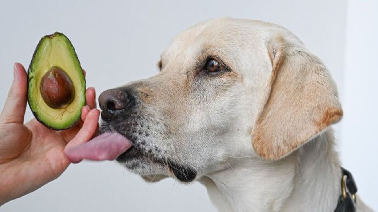 Afirman que la palta ayuda a mejor la salud de los perros
