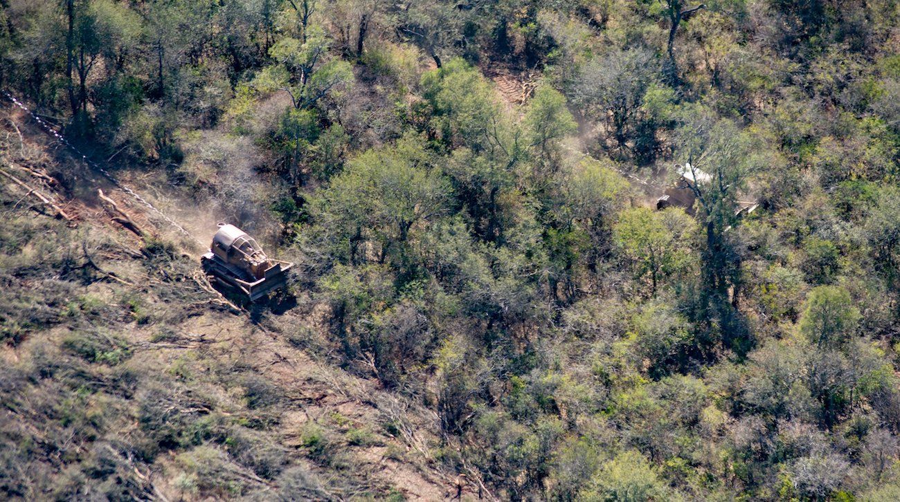 Greenpeace denuncia que el gobernador de Salta dio vía libre a los desmontes en la pandemia