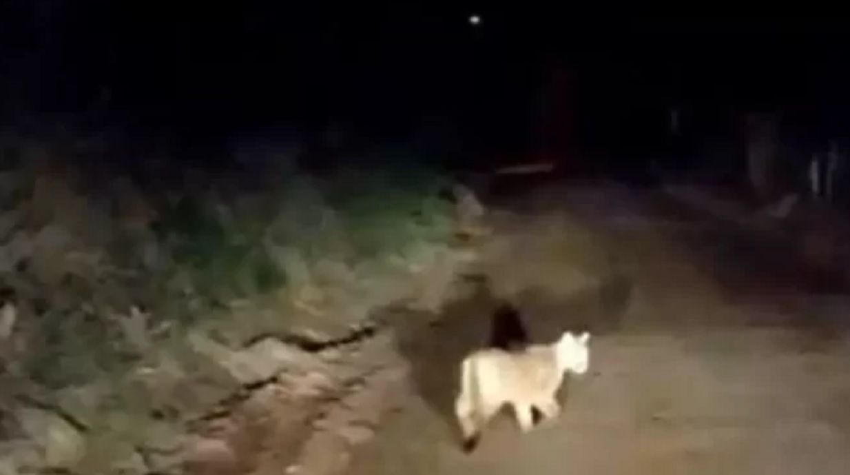 Catamarca: avistan a un puma caminando por una zona urbana