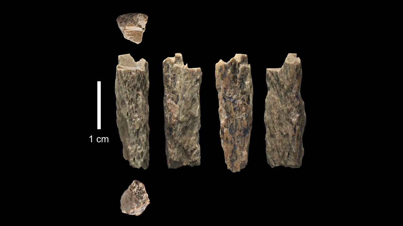 Hallaron el primer descendiente de dos especies humanas distintas