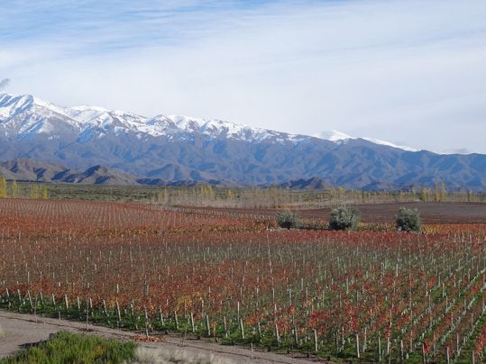 LOS SABORES DE MENDOZA