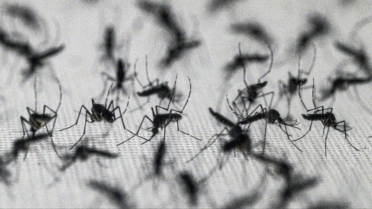 Polémica en EE.UU. por un plan para liberar 64 millones de mosquitos con bacterias