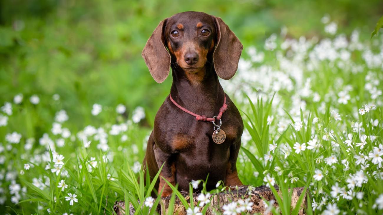 Las 7 plantas "pet friendly" ideales para casas con perros