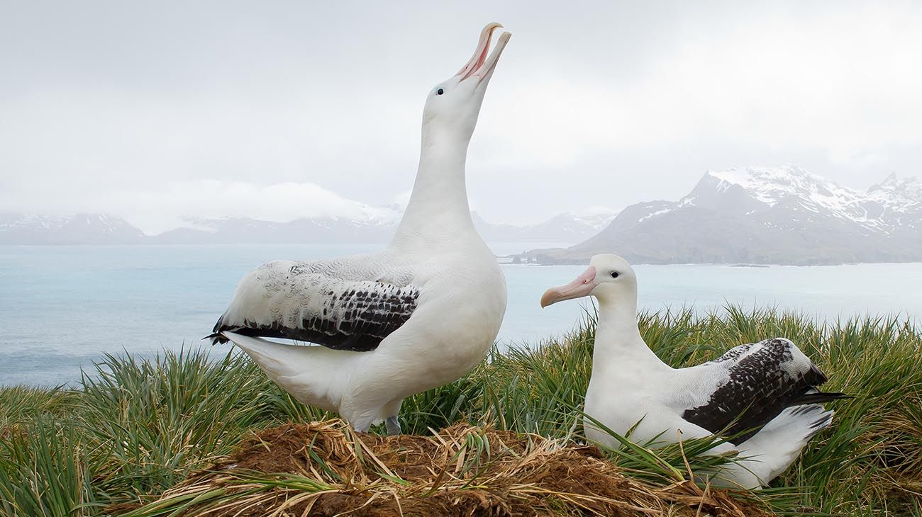 Los albatros son "los últimos trotamundos"