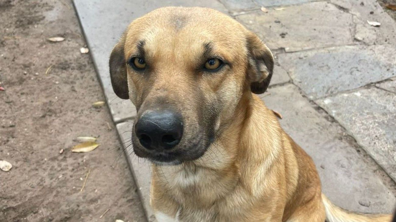 Valentín, el perrito que consiguió que lo adoptaran gracias a su tierno currículum