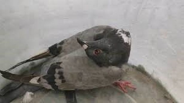Palomas "zombies": la enfermedad que afecta a las aves en Reino Unido
