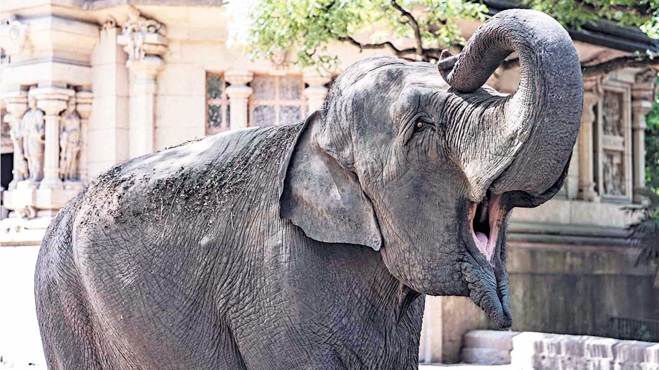 Llevan a Brasil a una elefanta del zoológico