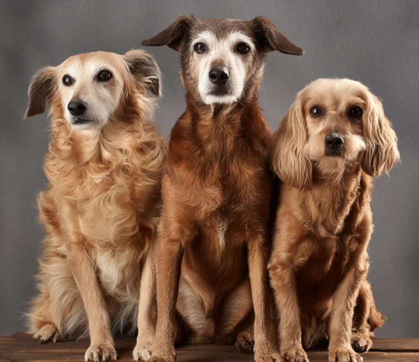 Revelan cuándo comienza la vejez de los perros según las razas