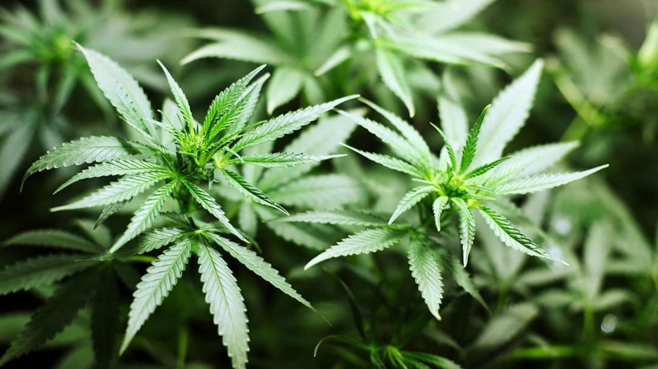 Sebastián Basalo: “Se está produciendo ciencia de primer nivel internacional en torno al cannabis”