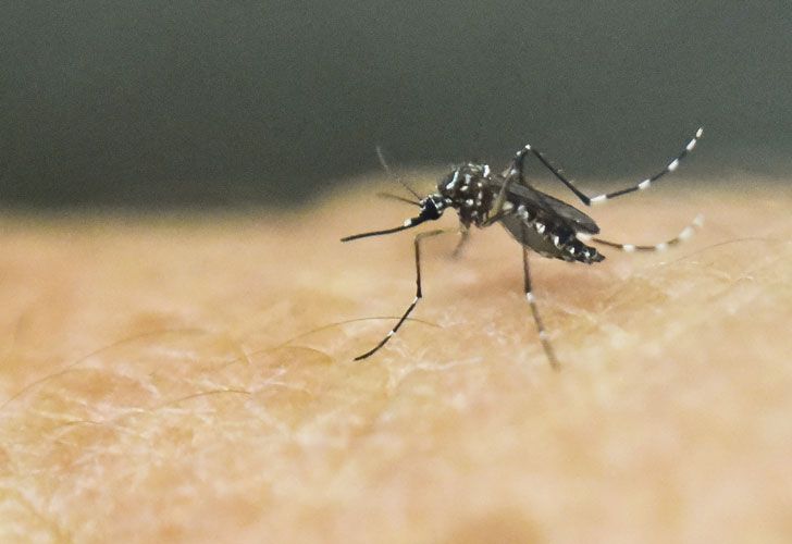 Alerta: Crecen los casos de dengue en América