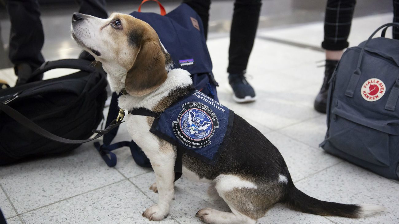 Perros pueden detectar contagios por coronavirus, según una investigación alemana