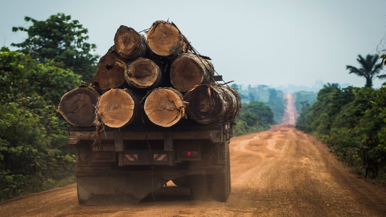 Iniciativas de la industria del cacao ayudan a frenar en parte la deforestación