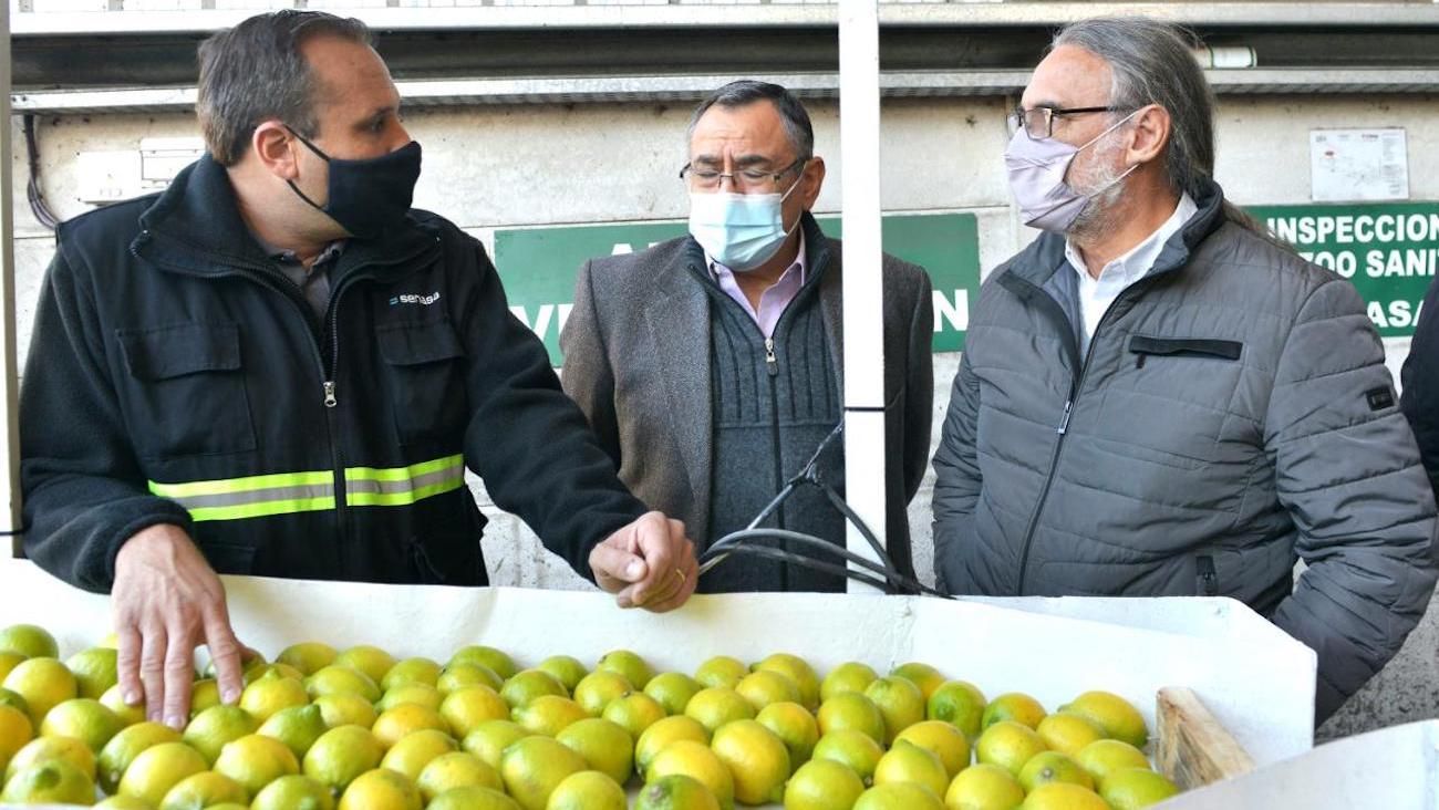 Certifican los primeros limones que se exportarán a la UE tras la reapertura del mercado