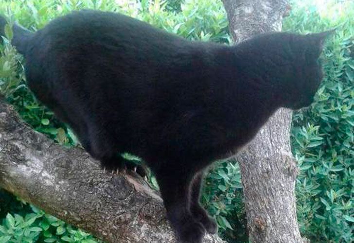 El gato "bígamo" que conmociona a Italia