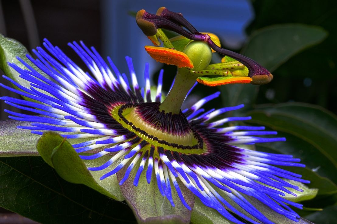 Los jardines silvestres: especies para embellecer y sumar biodiversidad en la ciudad