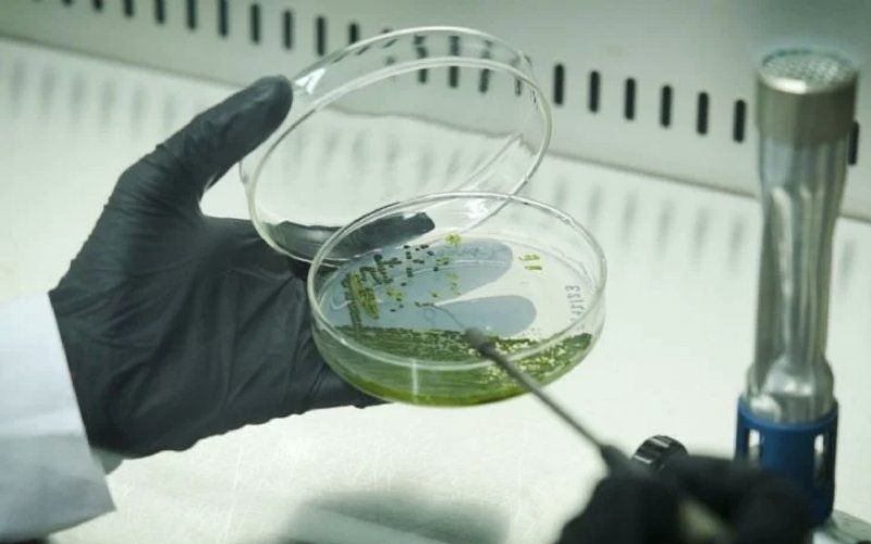 Invento argentino purifica el aire a partir de microalgas