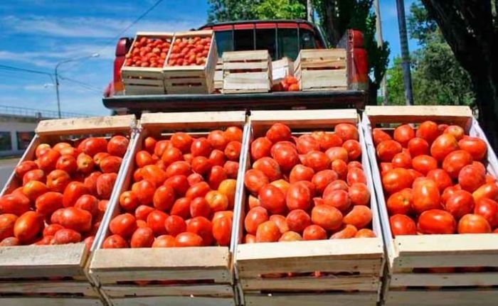 Crisis del tomate en Corrientes: productores en alerta por la apertura de importaciones y baja demanda