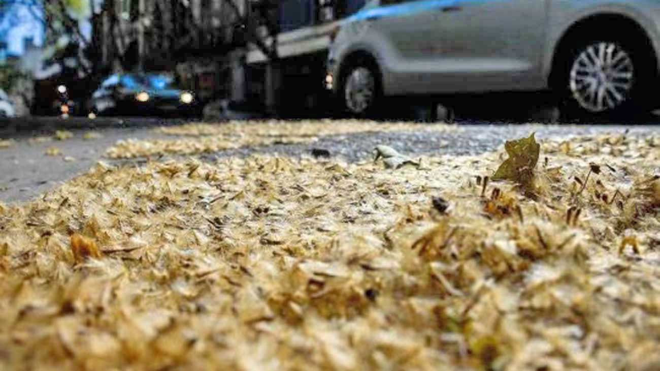 Un nuevo mapa de CABA permite evitar las calles con más plátanos