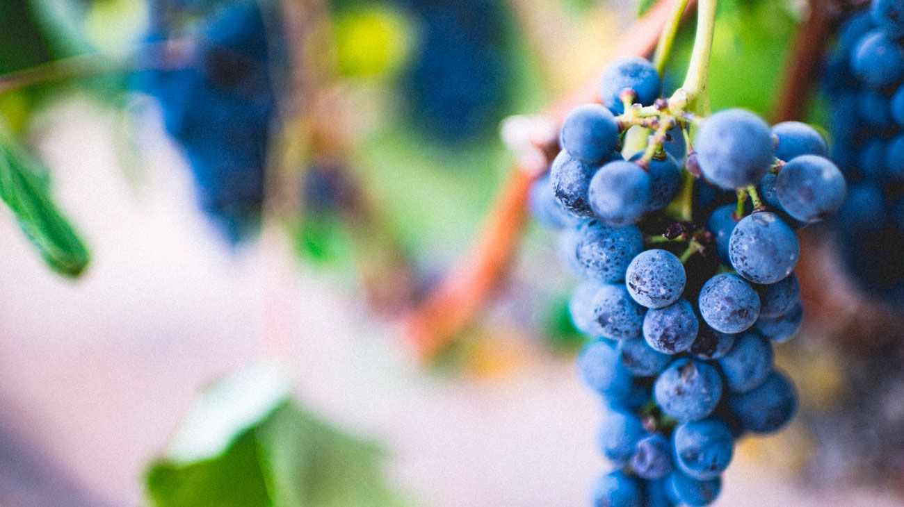 Día internacional del Malbec: por qué es la cepa más importante del país