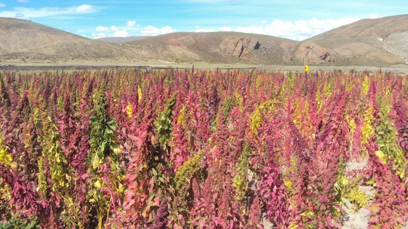 El cultivo y el consumo de quinoa ganan más espacio en la Argentina