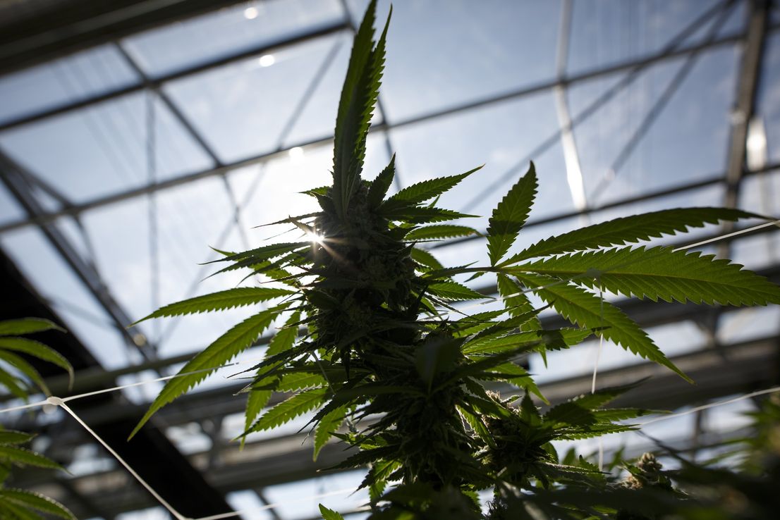 Según Scotiabank, el sector de marihuana "es real y hay dinero que ganar"