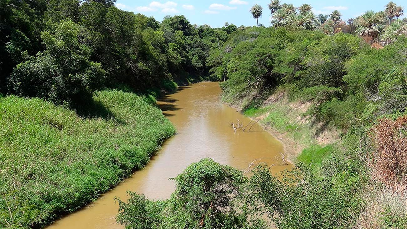 Avanza la deforestación en el segundo pulmón verde de Sudamérica: los bosques del Gran Chaco