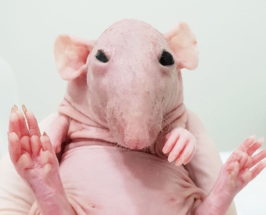 El ADN de las ratas calvas revela un mecanismo genético que podría prolongar la vida humana
