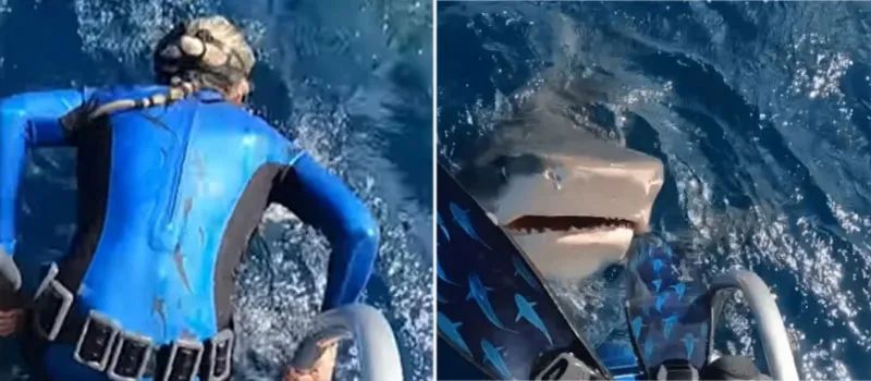 Video: una científica casi salta a la boca de un tiburón
