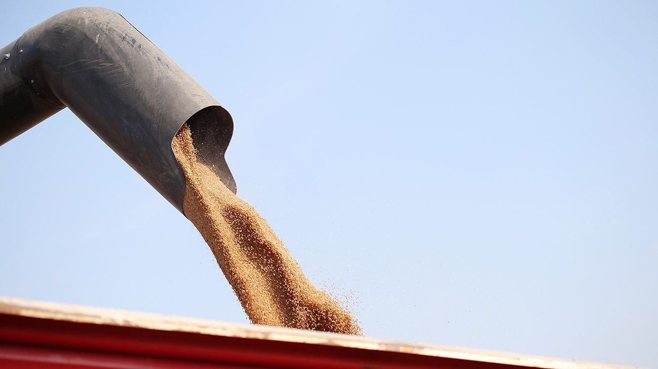 Trigo: EE.UU podrá competir con Rusia para ser el mayor exportador mundial
