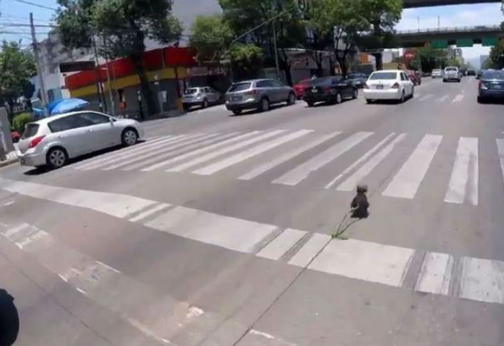 La “cacería” de un perro en una transitada avenida se volvió viral