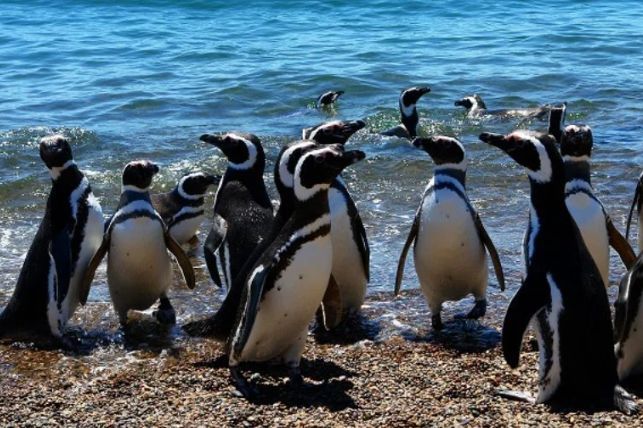 Trasladaron a 40 pingüinos del ex Aquarium de Mar del Plata: cuál es su nuevo hogar