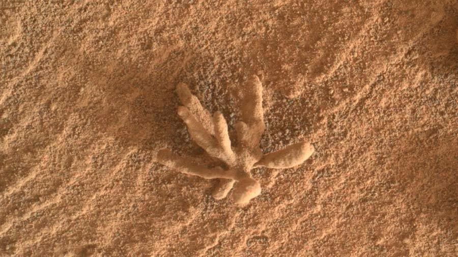 La NASA encontró un “coral” diminuto en Marte