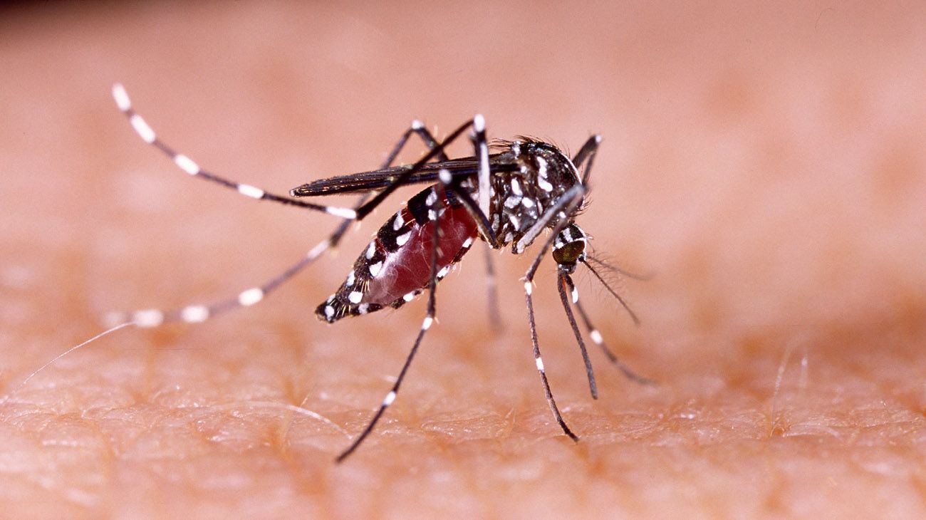 Identifican un tipo africano del zika en Brasil que podría provocar una nueva epidemia