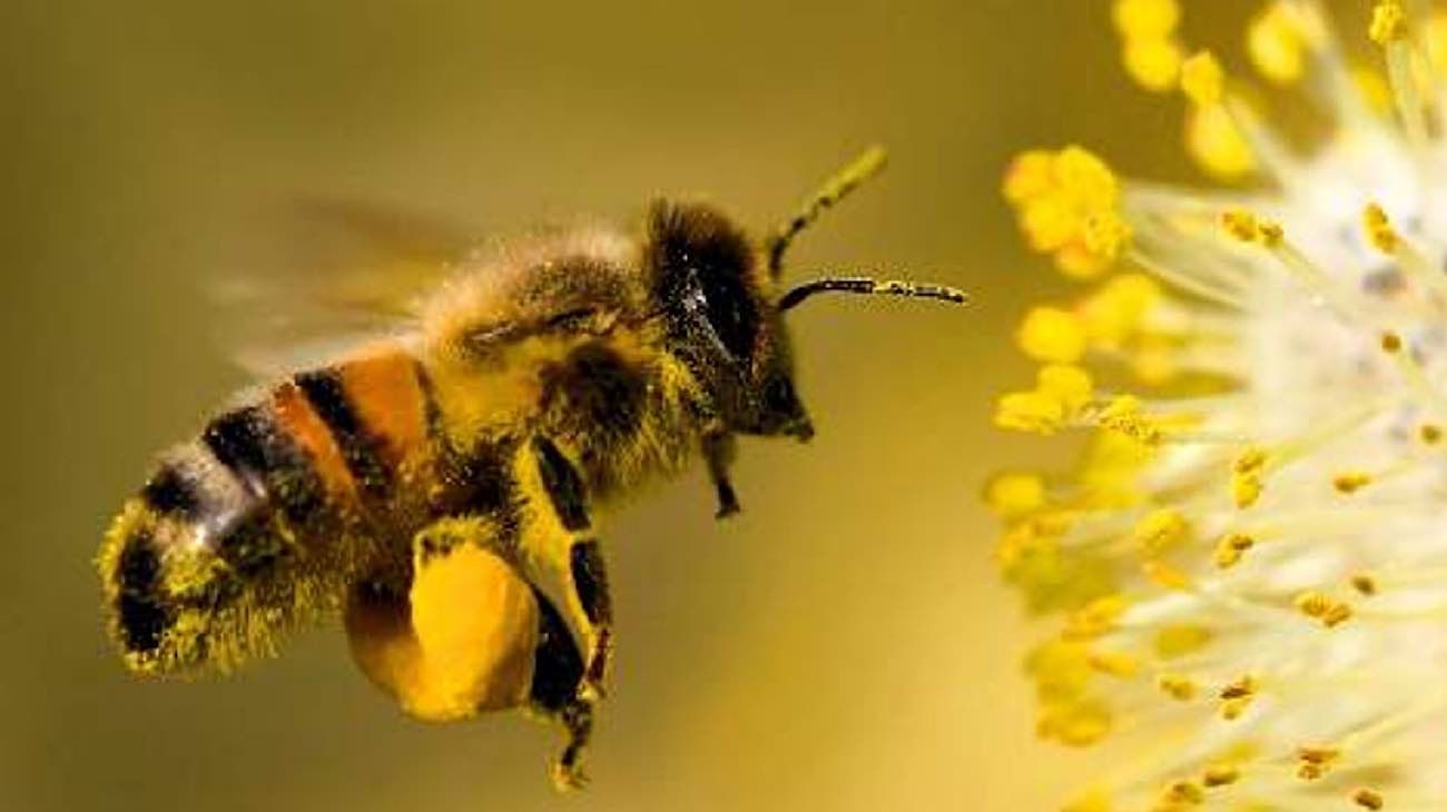 Día Mundial de las Abejas: por qué son importantes para la producción de alimentos