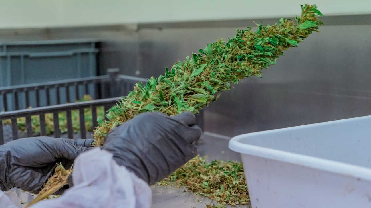 La Rioja presenta oficialmente el aceite de cannabis medicina
