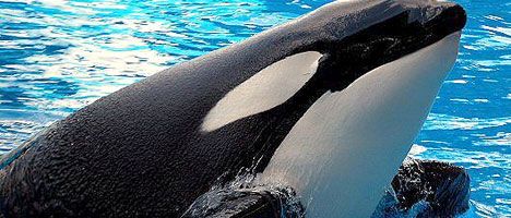 Una orca mató a su entrenadora en pleno show